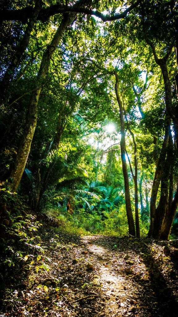 A serene forest path illuminated by the sun, surrounded by lush greenery.